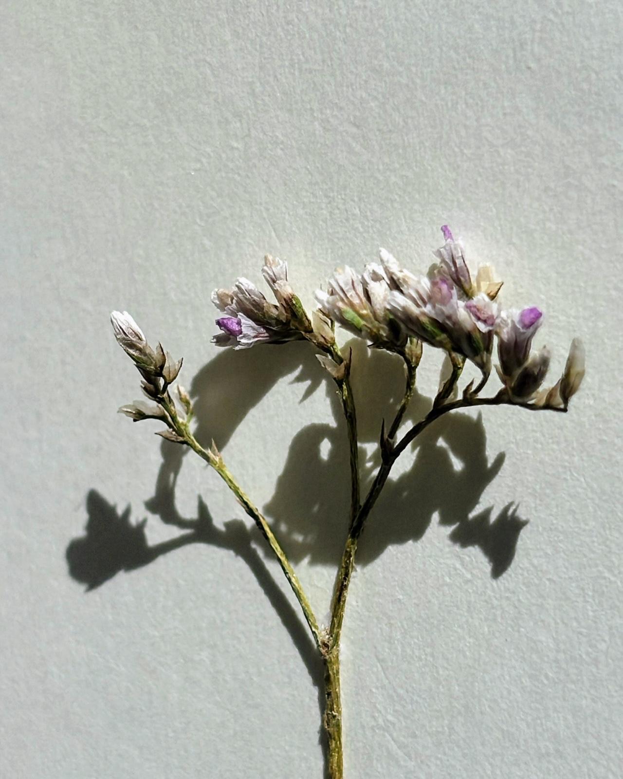 Felicitări cu flori naturale | Șoapte roz